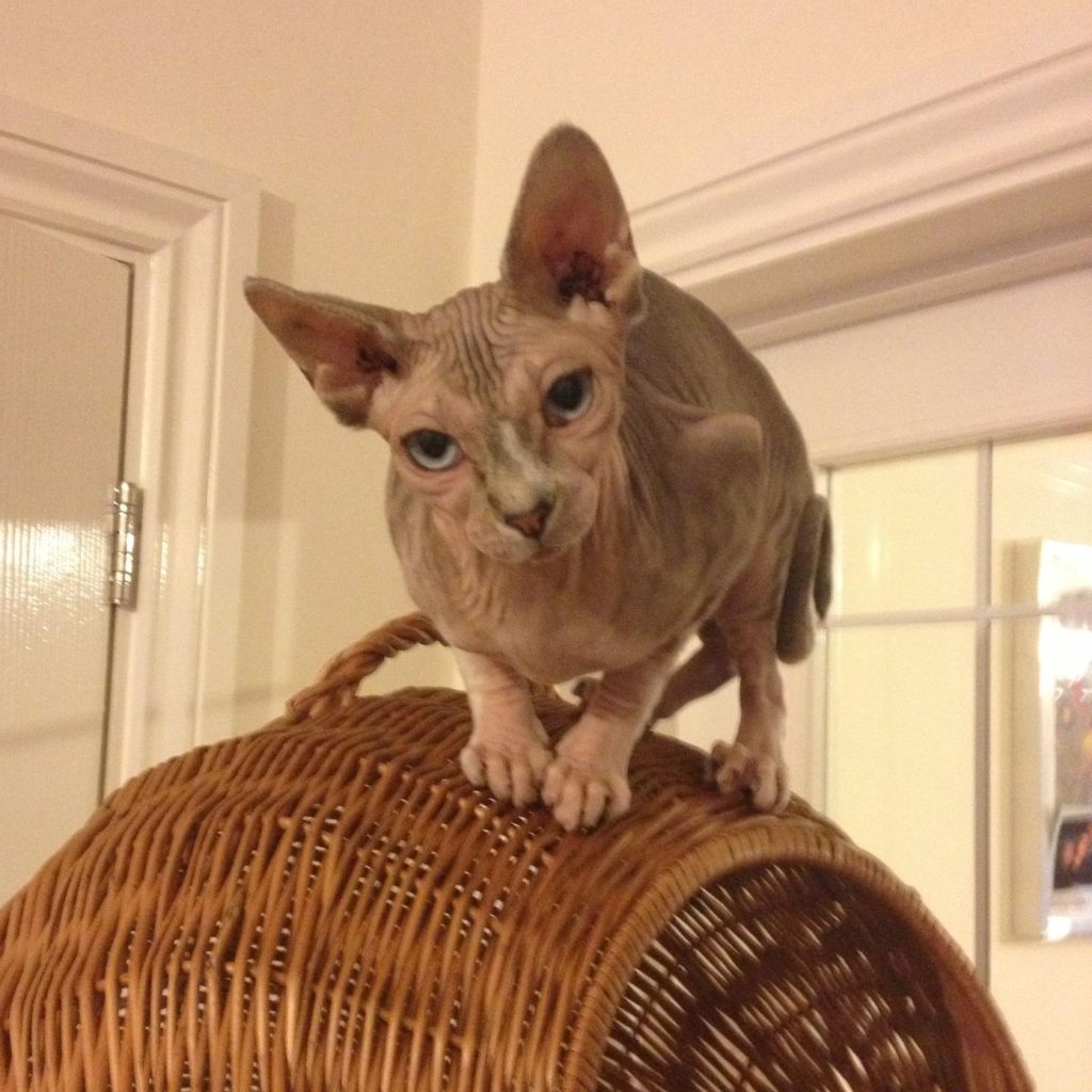 Stilton our Sphynx cat