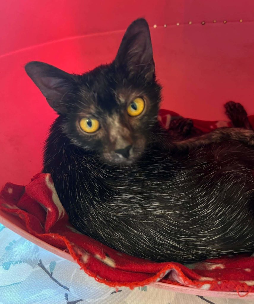 Shalnavazz Harley Lykoi cat