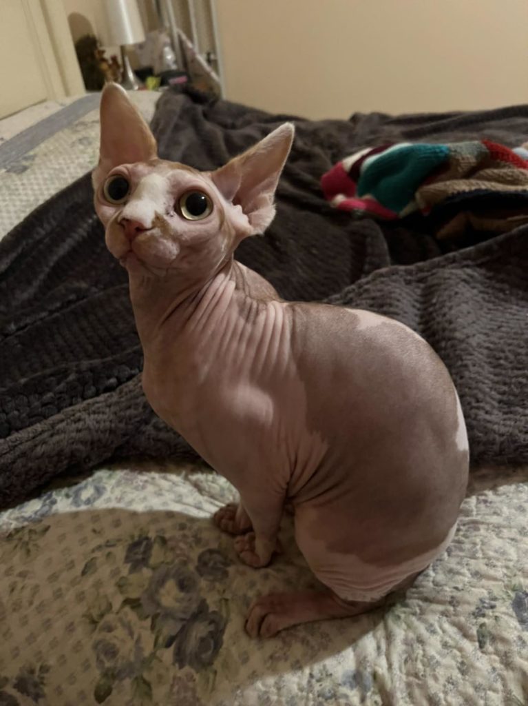 Gigi Sphynx cat