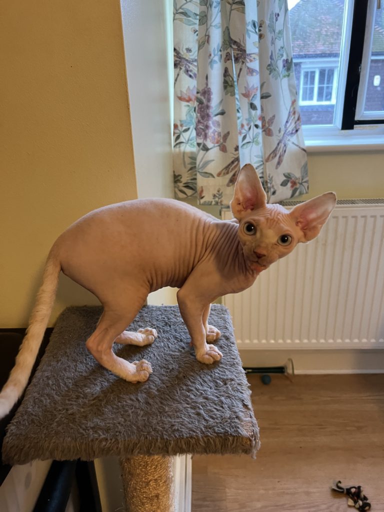 Beautiful nearly five month old Sphynx baby