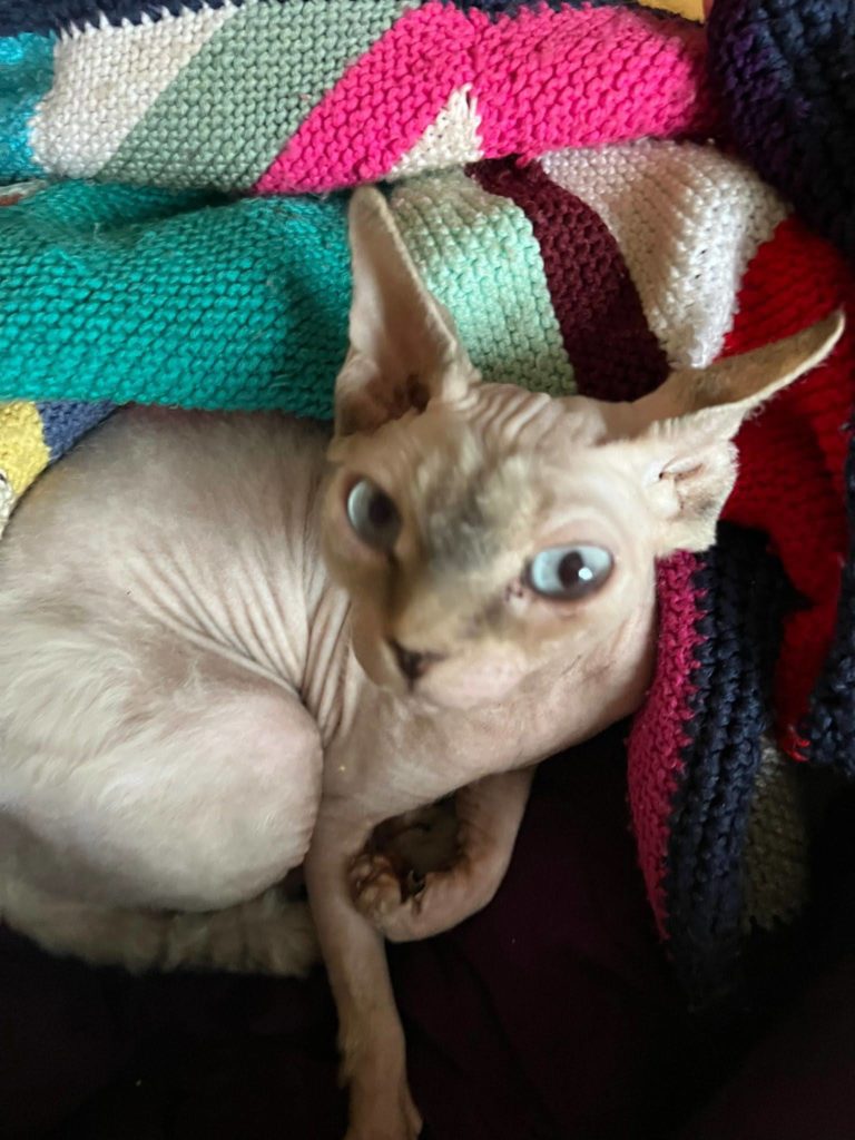 Sphynx, Shalnavazz Applewood