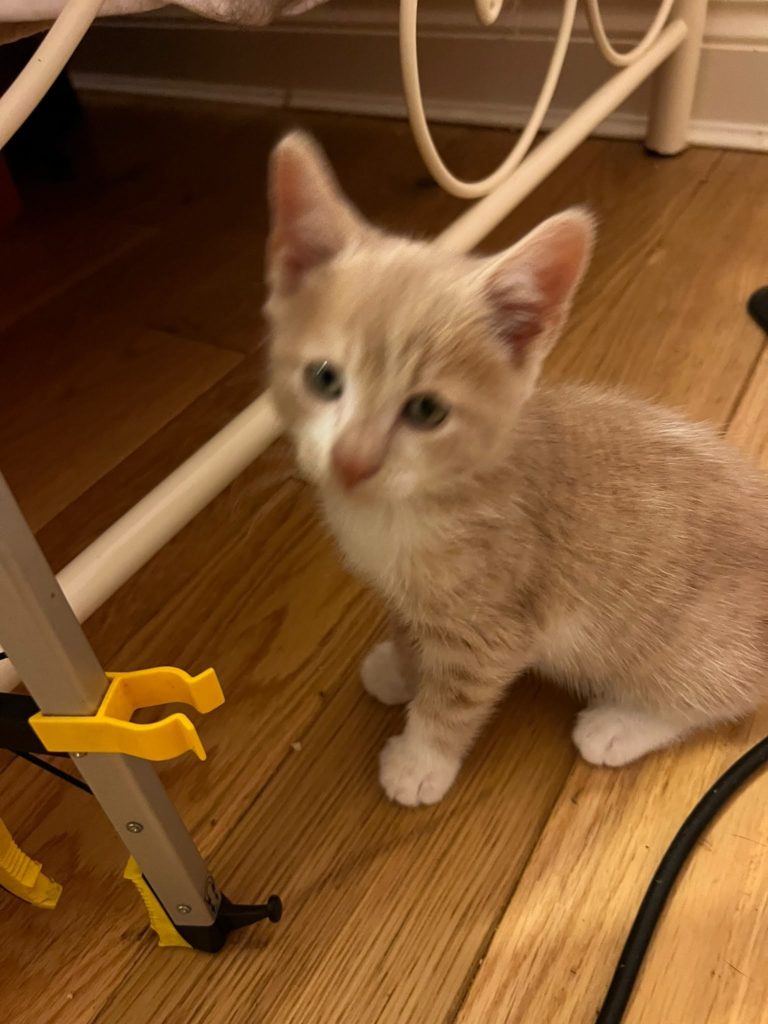 Lykoi gene carrier red with cream