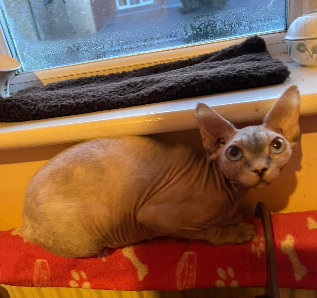 Sphynx, Shalnavazz Applewood