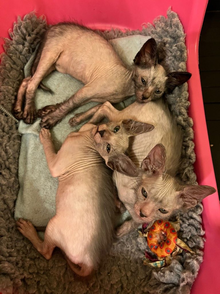 Three beautiful Lykoi born on the third of February.