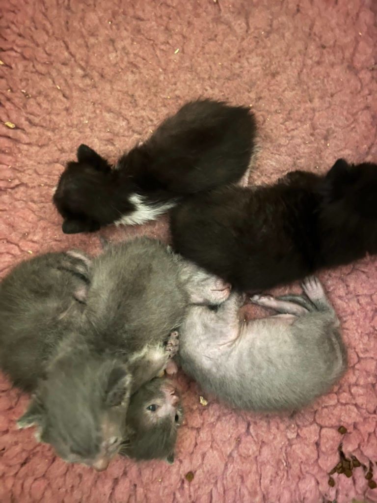 Five gorgeous Lykoi babies
