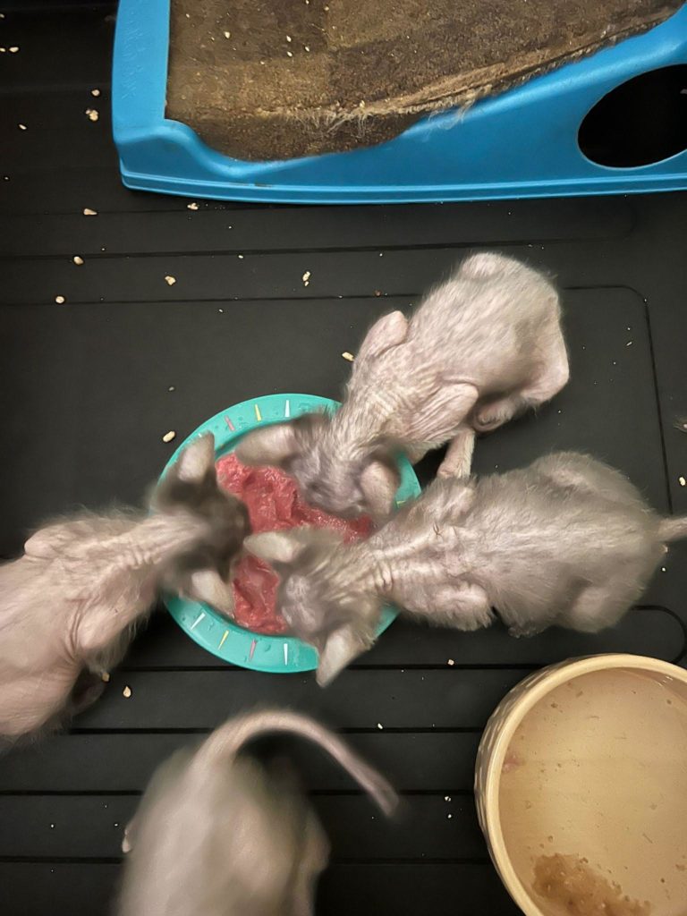 Lykoi babies eating breakfast