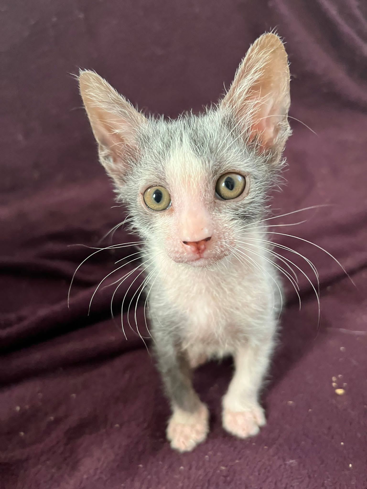 Lykoi Babies Update Shalnavazz Sphynx And Lykoi Cats