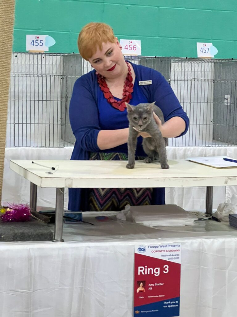 Blue Lykoi kitten Shalnavazz Maia at regional show