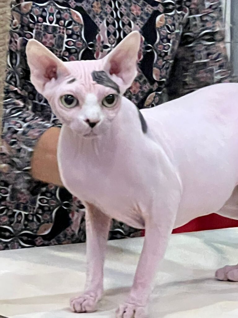 Sphynx Shalnavazz Da Li at regional show