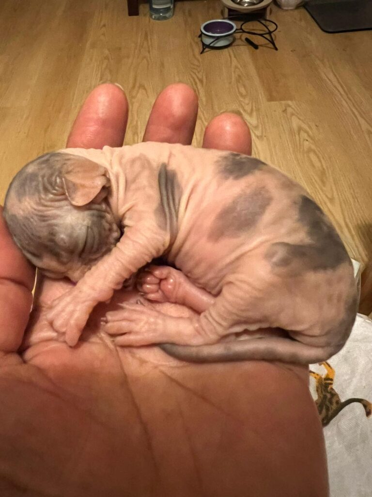 Beautiful baby Sphynx