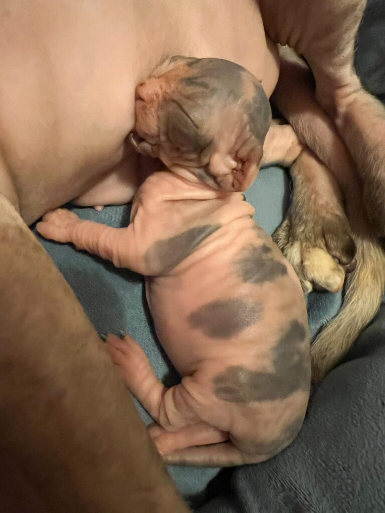 Beautiful singleton Sphynx feeding from Mum Shalnavazz Tara 