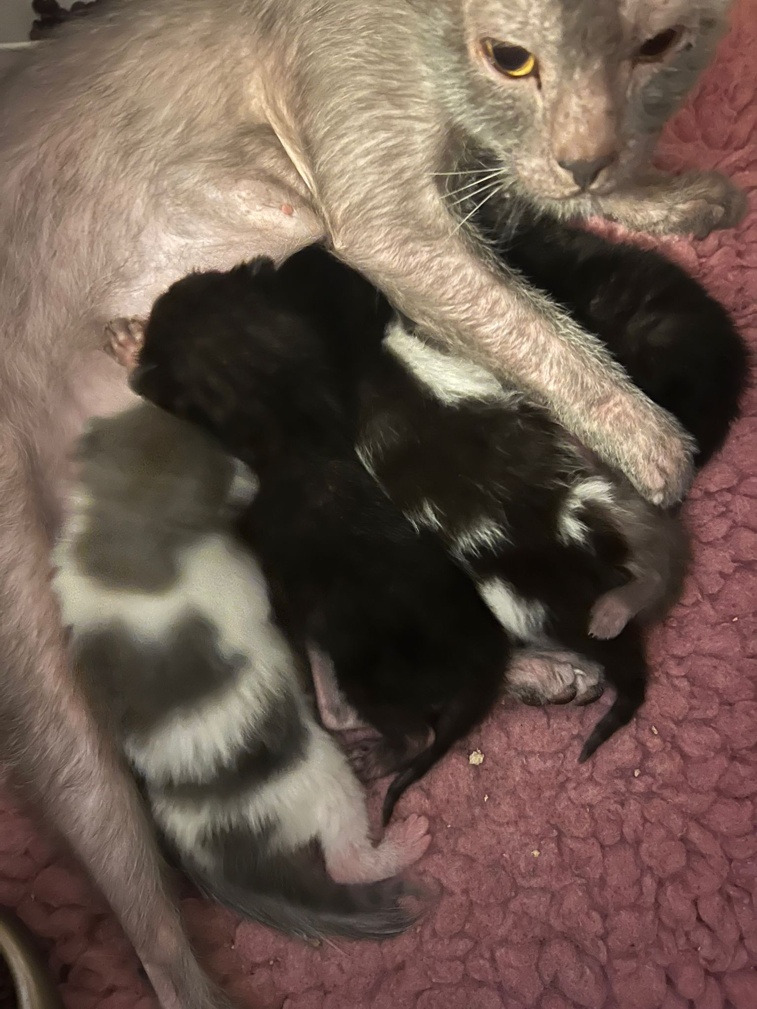 Lykoi mum with babies