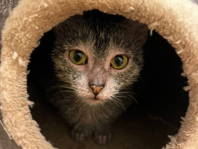 Lykoi Update