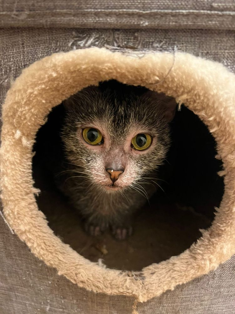 Cute Lykoi cat in basket/bed
