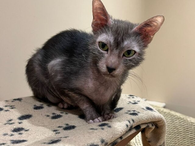 Beautiful Black Roan Tortie girl