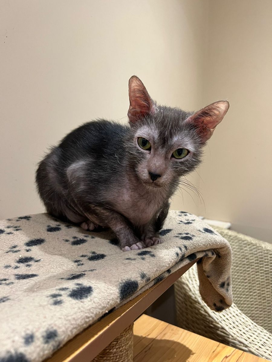 Black roan tortie girl