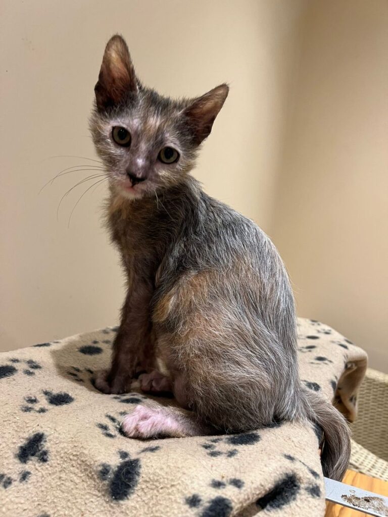 Black roan tortie girl