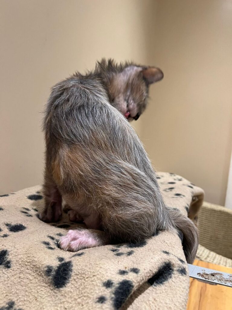 Black roan tortie girl