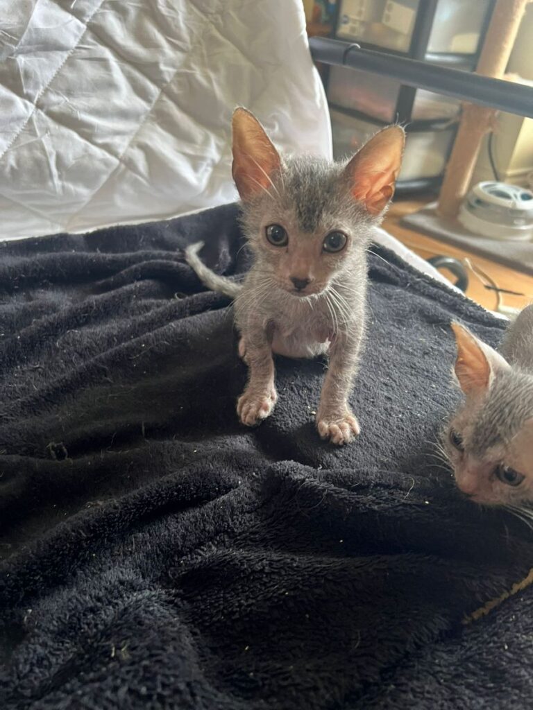Black Tabby Roan kitten