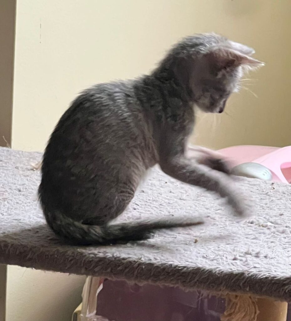 Black Tabby Roan kitten