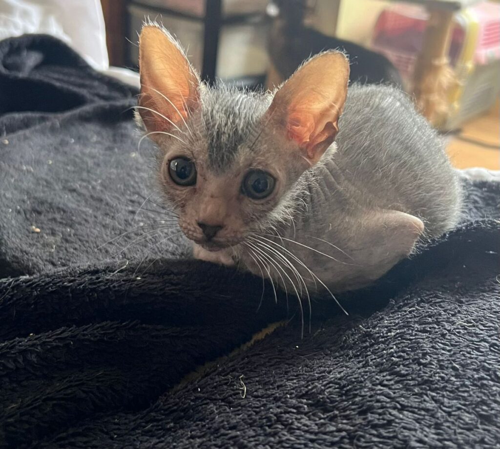Black Tabby Roan kitten