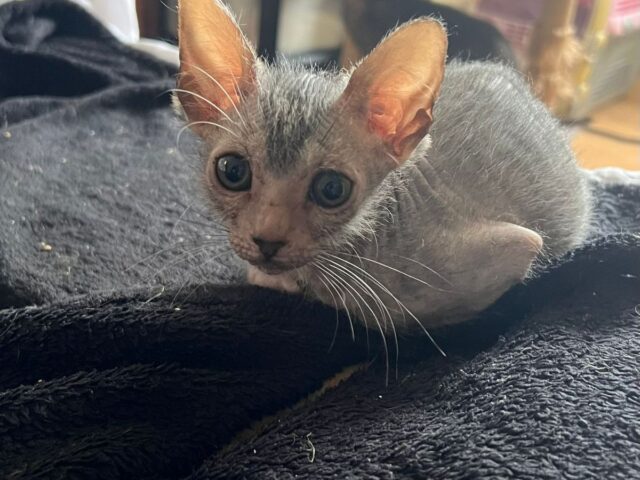 A litter of three beautiful Black Tabby Roan , eight week old Lykoi.