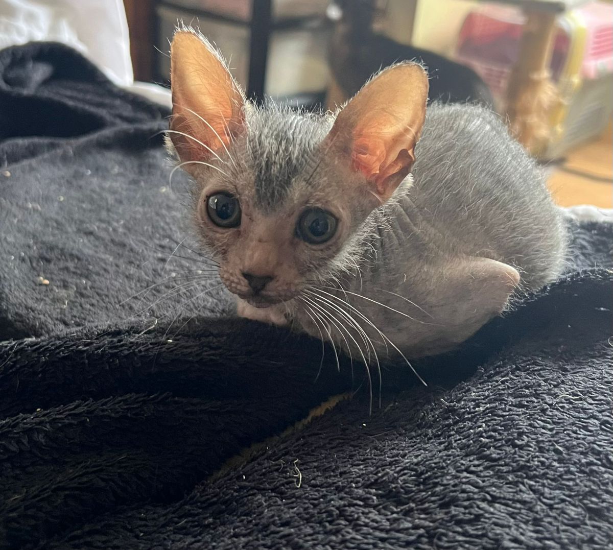 Black Tabby Roan kitten