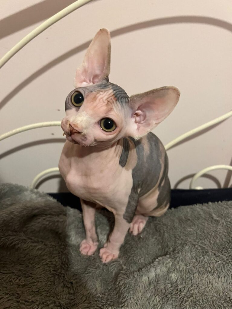 Black With White Tortie girl