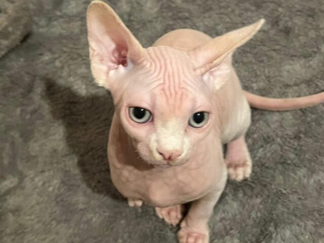 Available: Two beautiful Red With White boys