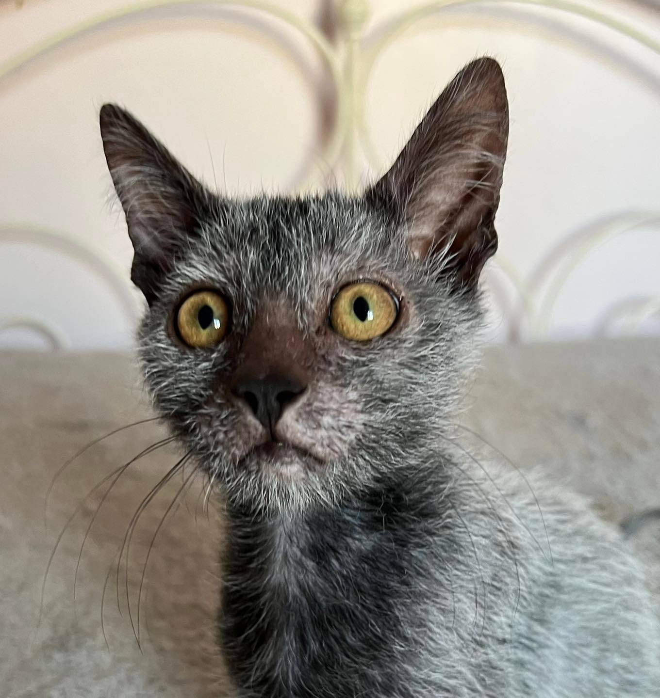 Lykoi kittens for store sale